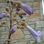 Tsira * Mesudiye (Datca)